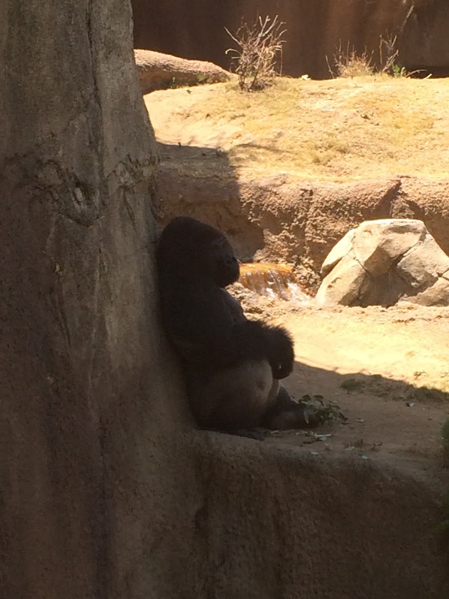 Western Lowland Gorilla