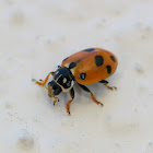 Spotted Amber Ladybird