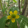 Large-Leaved Avens