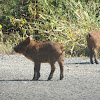 Feral Pigs