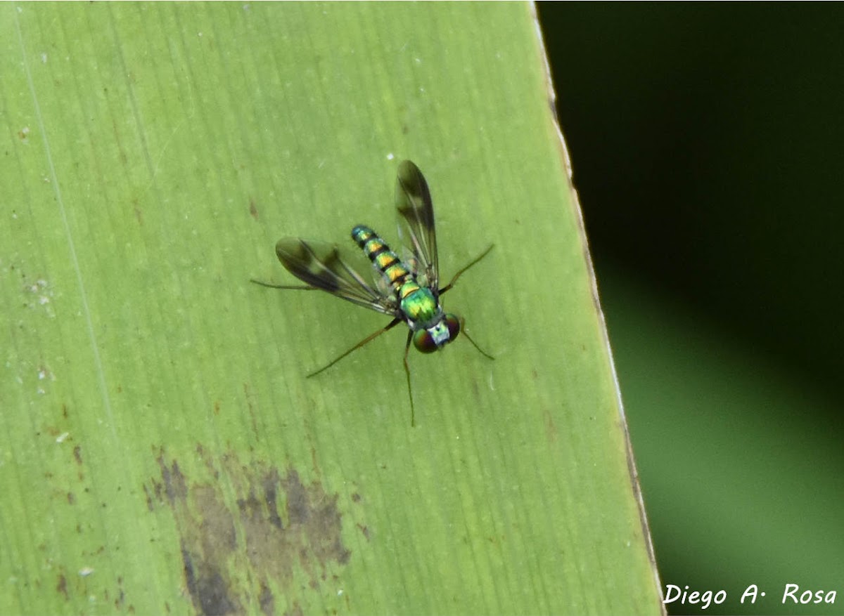 Condylostylus sp.