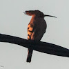 Hoopoe; Abubilla