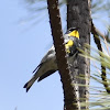 Audubon's warbler