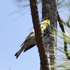 Audubon's warbler