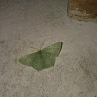 Moth species