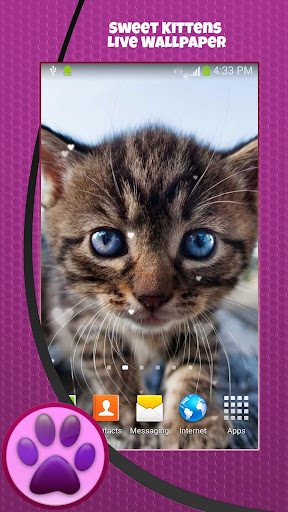 免費下載個人化APP|Sweet Kittens Live Wallpaper app開箱文|APP開箱王