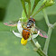 Syrphid Fly