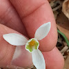 Common Snowdrop