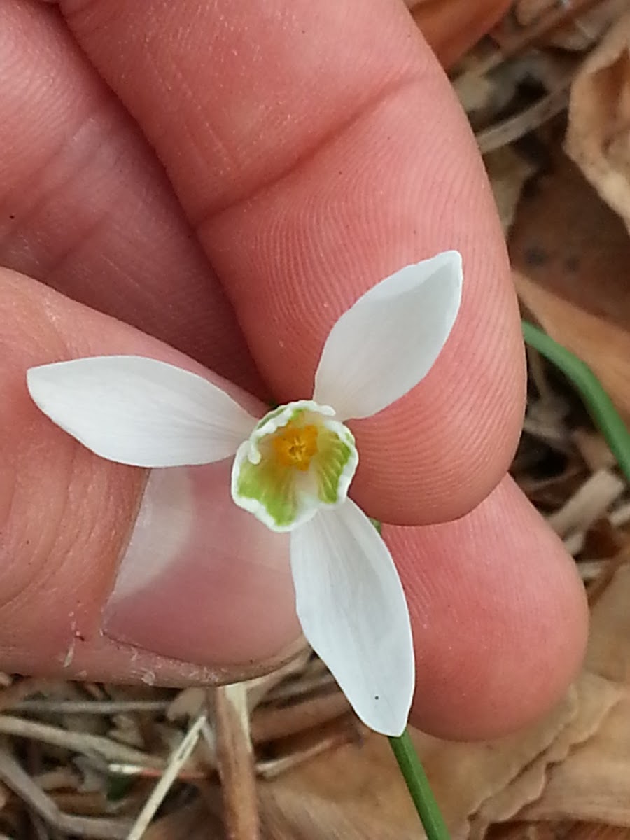 Common Snowdrop