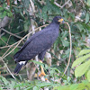 Great Black-Hawk