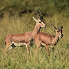 Chinkara  -  Indian Gazelle