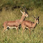 Chinkara  -  Indian Gazelle