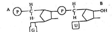 Nucleotides