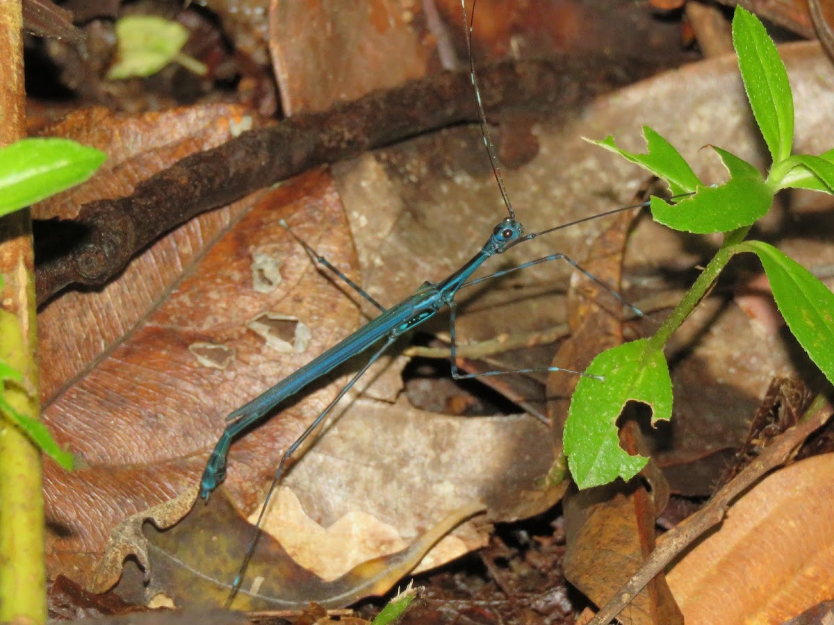 Stick Insect, Phasmid - Male