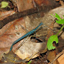 Stick Insect, Phasmid - Male