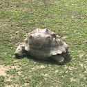 Galapagos tortoise