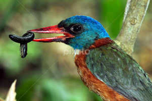 Lunch Time by Ignas Dwiwardhana -   ( wildlife photography, celebes, wild bird, kingfisher, wildlife )