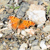 Southern Comma