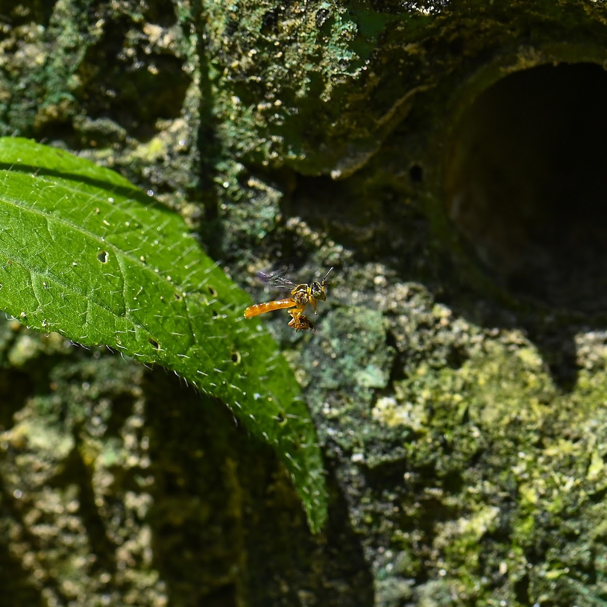 Narrow Stingless Bee Tetragonisca angustula