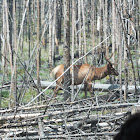 Elk