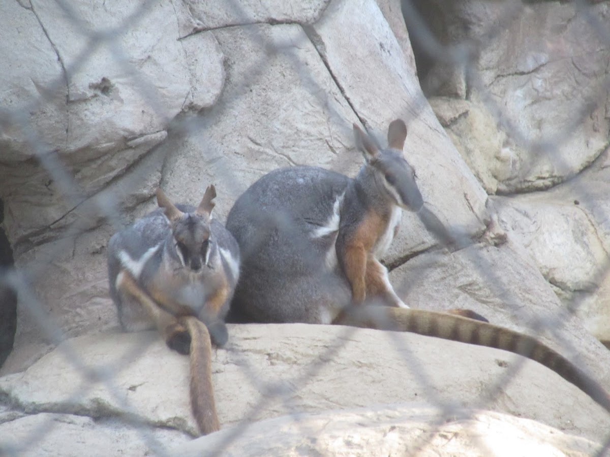 Yellow-footed Rock Wallaby