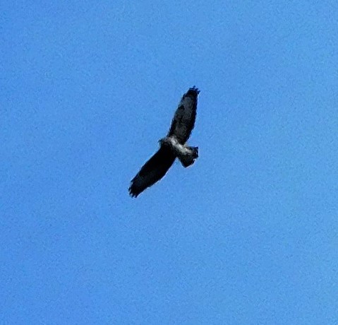 Common buzzard