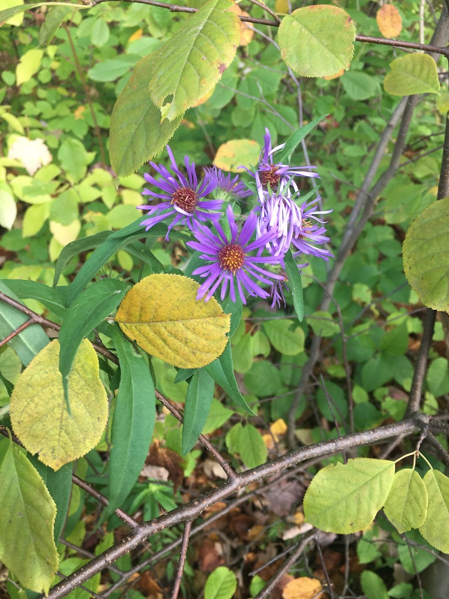 New England Aster