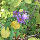 New England Aster