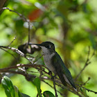 Ruby-throated hummingbird