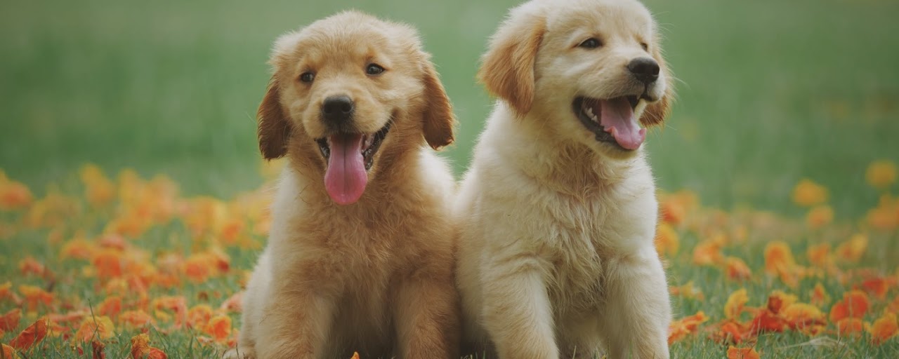 Cute Dog Puppies Preview image 2