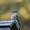 Downy woodpecker