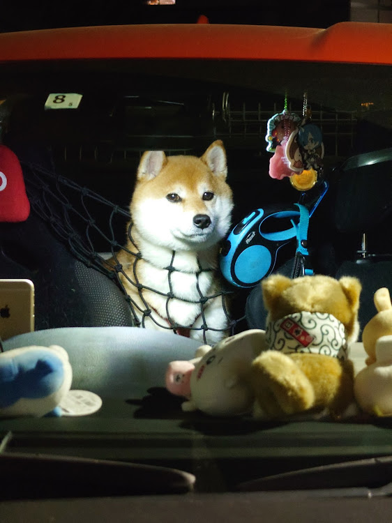 86の柴犬くうた・86/BRZ・バレンシアレッドパールに関するカスタム事例の投稿画像3枚目