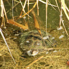 European pond turtle