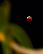 The Blood Moon is seen through the branches of a tree aloe in Durban just before it totally eclipsed on July 27 2018.