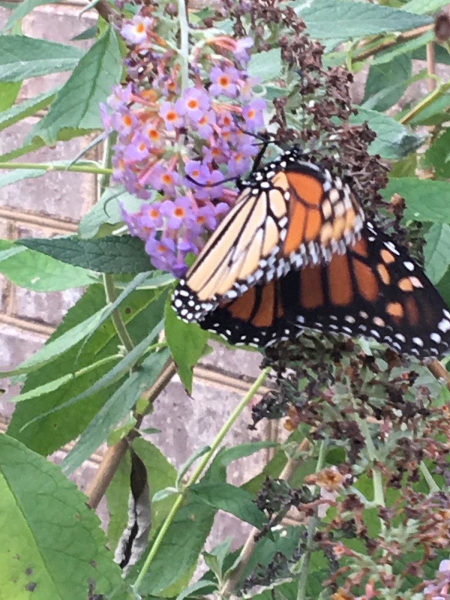 Monarch Butterfly