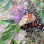 Monarch Butterfly