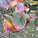 Flowering dogwood