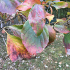 Flowering dogwood