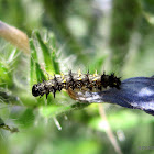 Painted lady caterpillar