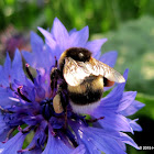 Buff-tailed bumblebee