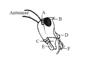 Cockroach- Morphology & Anatomy