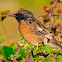 Stonechat; Tarabilla Común