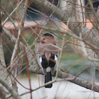 Eurasian Jay