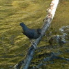 American Dipper