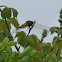 Broad bodied Chaser