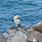 Blue-footed booby