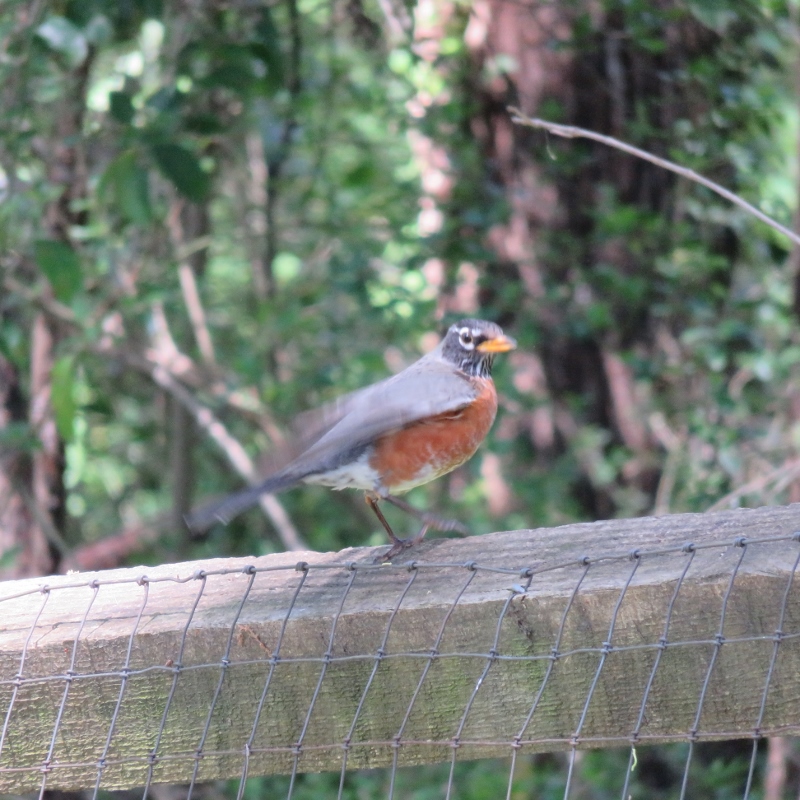 American Robin