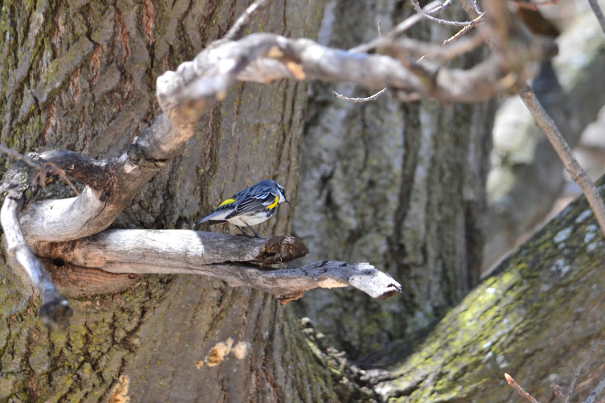 Yellow-rumped warbler