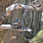 Yellow-rumped warbler