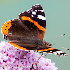 Red Admiral